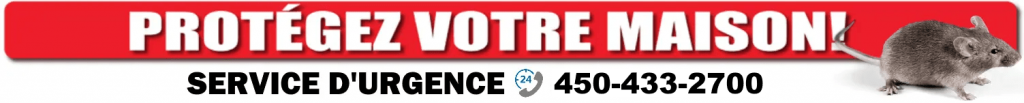 Contactez Exterminateur Montréal